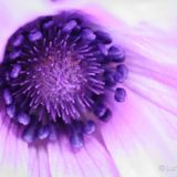 PRIMAVERA S O U N D: Cristian Orlandi