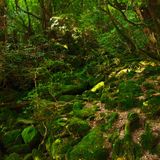 Forest Than Under Step