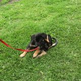 Dogs and the science behind dogs: part 2