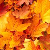 J.A.X. - Herbstmix 2014