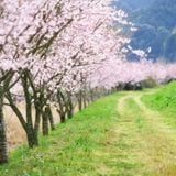 Schlager - Spread Spring