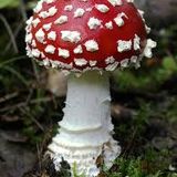 DeeJayTobyGee-MushroomJazzMixxNblen'