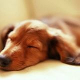 Lullabies for future music lovers