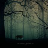 Wolf at the Door - Last Moments of Last Year (31.12.2015)