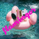 Flamingos