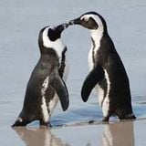 I love Penguins