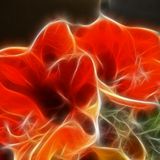 ЭΛ म乌ナЯमŁ Amaryllis Mix