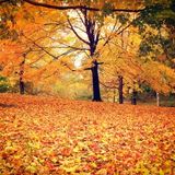 Piles Of Leaves
