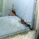 new years eve15 ants on the sills