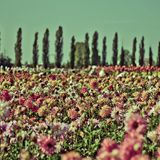 Fields vol.02 by Christian Storm