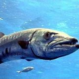 Balearic Barracuda