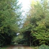 Thunderstorm Over Calyph's Wood