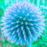 Aural Bisquits - 2014.5