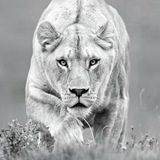 The Predator