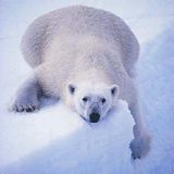David Rofes - So Cold II