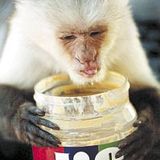 Jimmy Olsen - Get the peanutbutter off that damned monkey! (Vinyl Mix)