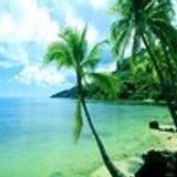 Palm-lined Seaside