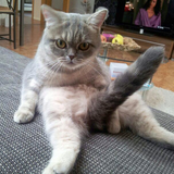 Citty Kat Mix Pt. 1 (Dubstep mix)