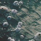 Water Moon Pilgrimage Mix