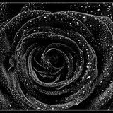 Bill Shakes 37 - Bella Rosa