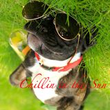 Ben Ji - Chillin in the Sun