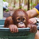 MonkeyTimeRadioHour_12-Sept-2012