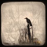 Black Rook In Rainy Weather