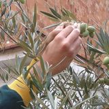 Green Fingers