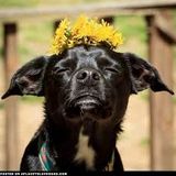 Zendog (High Plains Drifter)