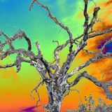 Section303 Stomping Psychedelic Summer Sessions (2011)