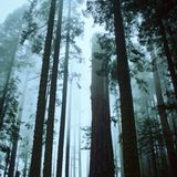 Path Through The Forest