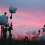 Flower Child - Cure for pain