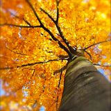 MIXTAPE - Chestnuts Selection - November 2014
