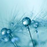 Morning Essence - BUDZ