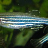 Le Zebrafish