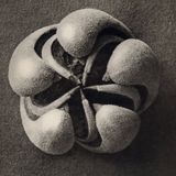 lucuchen - yügen