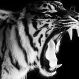 Tigerstyle