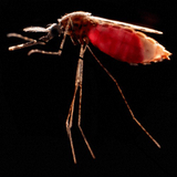 Mosquito Beats #5 - Selva Urbana (Urban Vibes in the Colombian Jungle)