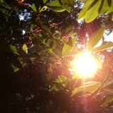 Compost Mix