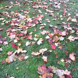 MId Autumn Sunny Leaf