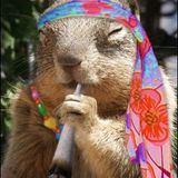 Seed of the Pagan Squirrels