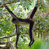 TRAVISWILD's Animal Kingdom Radio 049 - Spider Monkey