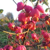 Autumn Colors