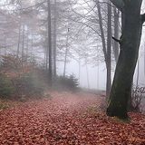 Techno Transistor: Teutoburg Forest