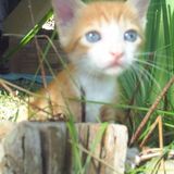 Cat Nip (July 2010) - DJ Peri Zorzella