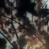 MIZOO | Shunga