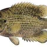 Bass Buster