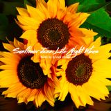 Sunflower Jazz: Late Night Vibes
