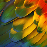 Parrot´s Jazz