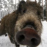 La soupe du chasseur